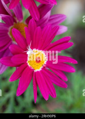 Tiny white Crab Spider standing out on a vividly coloured dark crimson pink Federation daisy flower pet, trying to blend in with the white centre ring Stock Photo