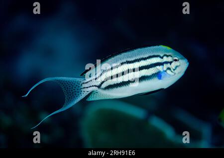 Male Blackstriped Angelfish, Genicanthus lamarck, Boo Rocks dive site, Boo Island, Misool, Raja Ampat, West Papua, Indonesia Stock Photo
