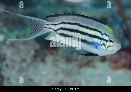 Male Blackstriped Angelfish, Genicanthus lamarck, Boo Rocks dive site, Boo Island, Misool, Raja Ampat, West Papua, Indonesia Stock Photo