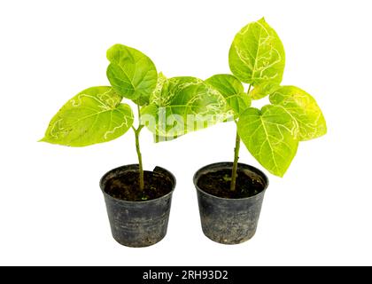 Heavily infected leaves of tamarillo tomato tree plant in pot. Leaf mines on a tomato plant leaf. Stock Photo
