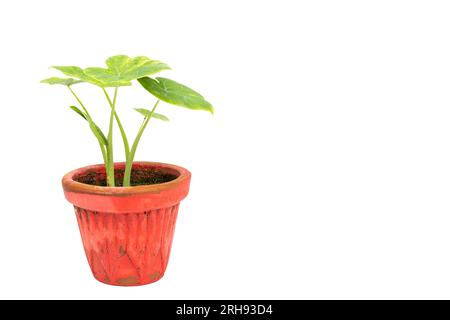Green caladium plant in a pot on white isolated background Stock Photo