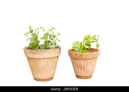 Mentha peppermint and green mint in pots isolated on white background Stock Photo