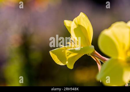 Evening Primrose; Oenothera biennis; Flower; UK Stock Photo