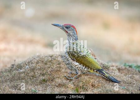 Green Woodpecker; Picus viridis; Juvenile; UK Stock Photo