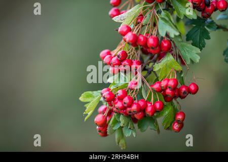 Hawthorn Berries; Crataegus monogyna; UK Stock Photo