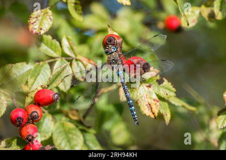 Migrant Hawker; Aeshna mixta; Male; UK Stock Photo