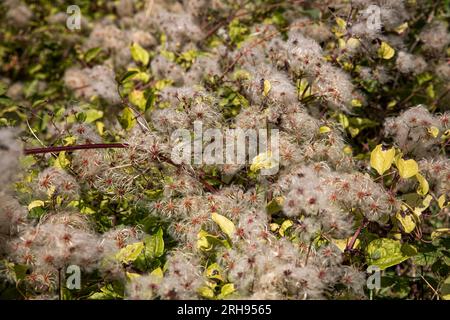 Old Man's Beard; Clematis vitalba; Seeds; UK Stock Photo