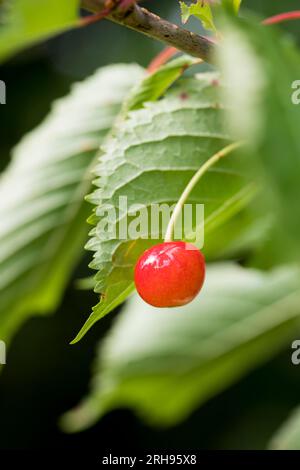 Wild Cherry Tree; Prunus avium; Fruit; UK Stock Photo