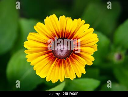 Beautiful yellow and orange globular or Black Eyed Susan flower in the summer garden (Rudbeckia hirta). Gardening concept. Top view. Stock Photo