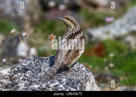 Wryneck; Jynx torquilla; migrant bird; Cornwall Stock Photo