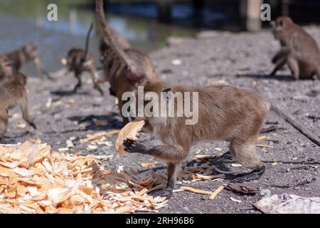 Group of macaque monkeys eat crust of bread from large pile on the ground. Selective focus, blurred background. Side view. Horizontal image. Stock Photo