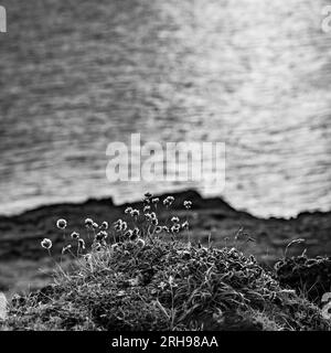 Shallow selective focus on black and white wild flowers growing on a rock near the ocean with blurred water background Stock Photo