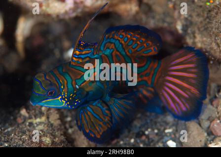 Mandarinfish, Synchiropus splendidus, with ornate markings, dusk dive, Maulana Hotel dive site, Banda Neira, Maluku Province, Banda Sea, Indonesia Stock Photo