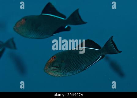 Black Triggerfish, Melichthys niger, Kadola dive site, Pulau Penyu, Banda Sea, Moluccas, Indonesia Stock Photo