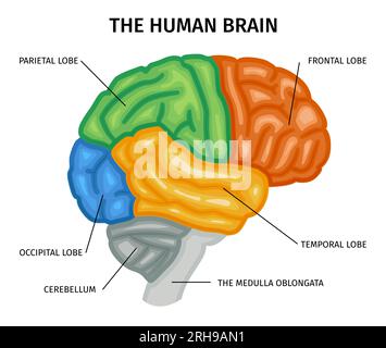Head Components Brain Anatomy of human composition with profile view of human head with ...