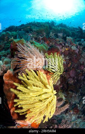 Crinoids, Comatulida Order, on Barrel Sponge, Xestospongia testudinaria, with sun in background, Tanjung Nukae dive site, Wetar Island, near Alor, Ind Stock Photo