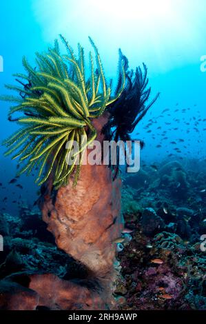 Crinoids, Comatulida Order, on Barrel Sponge, Xestospongia testudinaria, with fish and sun in background, Tutuntute dive site, Wetar Island, near Alor Stock Photo