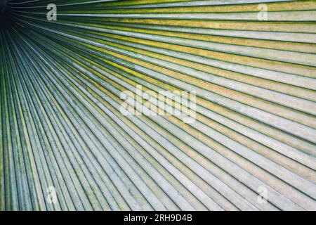 Close up of a palm leaf in green color. Background and texture template. Stock Photo
