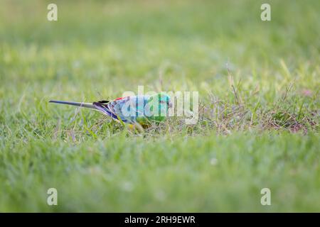 A single male red-rumped parrot feeding its way through a green, grassy paddock outside Dubbo in New South Wales, Australia. Stock Photo