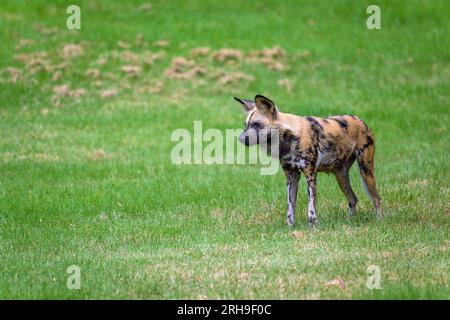 A lone African wild dog,  also known as Painted dog or Cape hunting dog, stands in a field of grass waiting for the rest of the pack to reach him. Stock Photo
