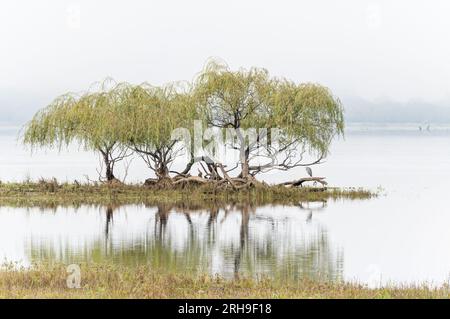 A thicket of Weeping Willows on the edge of Khancoban Dam in Australia with a single White-faced heron quietly roosting under the willows canopy. Stock Photo