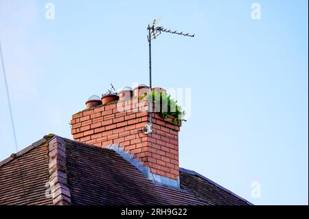 Vegetation growing out of a red brick chimney of a suburban house shot against a blue sky. Stock Photo