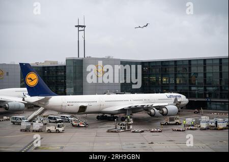 04.08.2023, Frankfurt, Hessen, Germany, Europe - A Lufthansa Airbus A340-600 passenger aircraft docks at a gate of Frankfurt Airport Terminal 1. Stock Photo