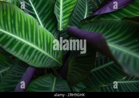 Calathea zebrina, the zebra plant.  Evergreen perennial plant. Floral background Stock Photo