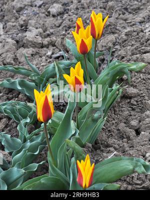 In the spring flower garden blooming tulips (Tulipa kaufmanniana) Stock Photo