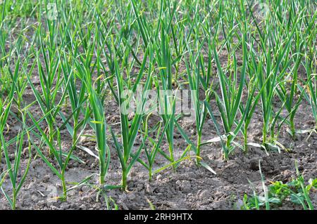 In the field in open organic soil garlic grows Stock Photo