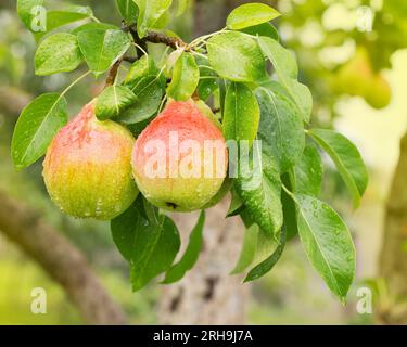 Bunch of ripe pears on tree branch. Nature background 2 Stock Photo