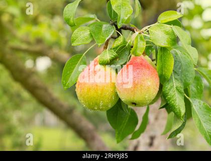 Bunch of ripe pears on tree branch. Nature background Stock Photo
