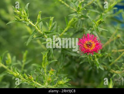 New England aster Andenken an Alma Potschke 2 Stock Photo