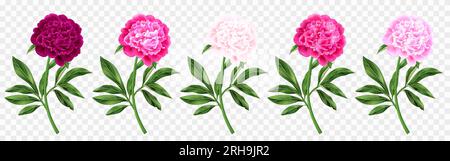 Peonies in various shades of pink with green stems realistic set isolated on transparent background vector illustration Stock Vector