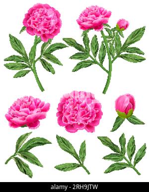 Realistic set of pink peony flowers and green leaves isolated vector illustration Stock Vector
