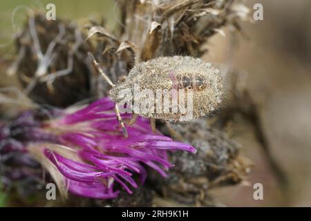 Natural closeup on an instar, nymph of the Hairy Shieldbug, Dolycoris baccraum on a purple thistle Stock Photo