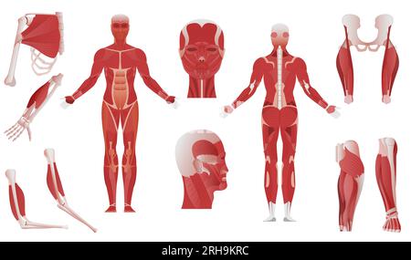 Muscle anatomy flat set of isolated body parts showing different mussels on bones on blank background vector illustration Stock Vector