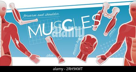 Muscle anatomy collage of flat icons with editable text captions and images of human body parts vector illustration Stock Vector