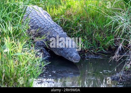 A large nile corcodile (Crocodylus niloticus) entering the water in Kruger NP, South Africa. Stock Photo