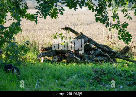 a pile of firewood lies in the grass under the leaves of a tree. Stock Photo