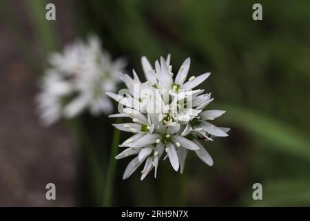 a close up of allium blossom in the summer garden Stock Photo