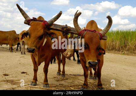 Oxes are working at sugar cane farm. Dominican Republic. Stock Photo