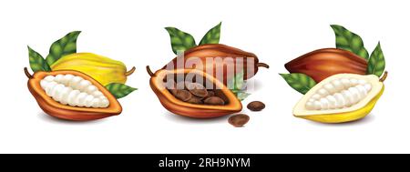 Dry and unripe cocoa pods with beans and green leaves realistic compositions set isolated vector illustration Stock Vector