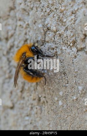 Close up view of a bee attached to a concrete wall Stock Photo