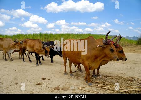 Oxes are working at sugar cane farm. Dominican Republic. Stock Photo