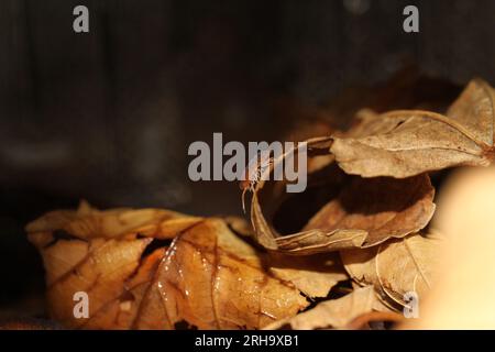 isopods woodlouse pill bugs merulanella sp vietnam Stock Photo