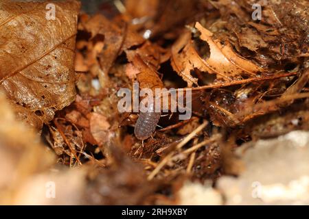 isopods woodlouse pill bugs merulanella sp vietnam Stock Photo