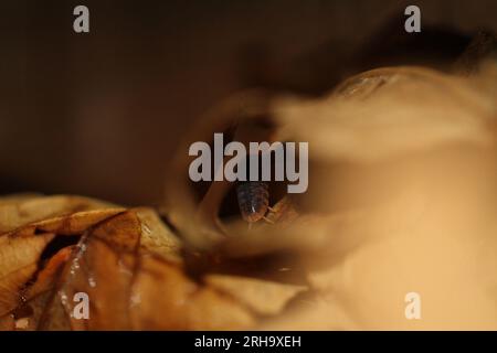 isopods woodlouse pill bugs merulanella sp vietnam Stock Photo