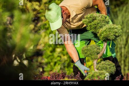 Caucasian Professional Garden Worker in His 40s Pruning Decorative Trees to Maintain the Shape Stock Photo