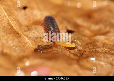 isopods woodlouse pill bugs merulanella sp vietnam Stock Photo